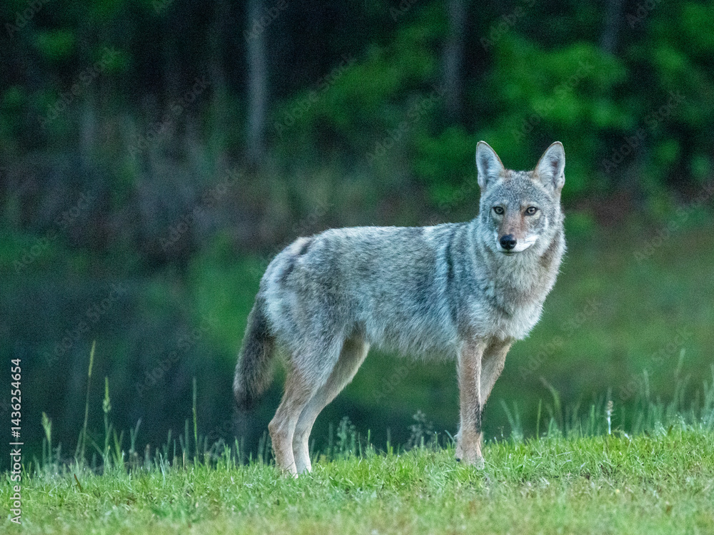 Obraz premium Eastern coyote in southeastern North Carolina