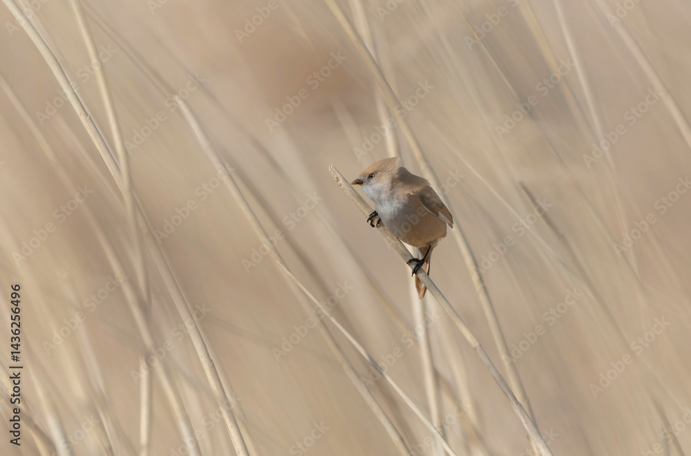 Bearded Tit Panurus biarmicus sitting on reed in Normandie, France