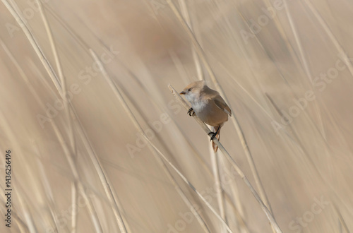 Obraz na płótnie Bearded Tit Panurus biarmicus sitting on reed in Normandie, France w salonie