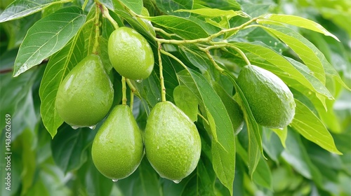 Wallpaper Mural Lush avocado tree branches bearing ripe fruit in a vibrant garden setting Torontodigital.ca