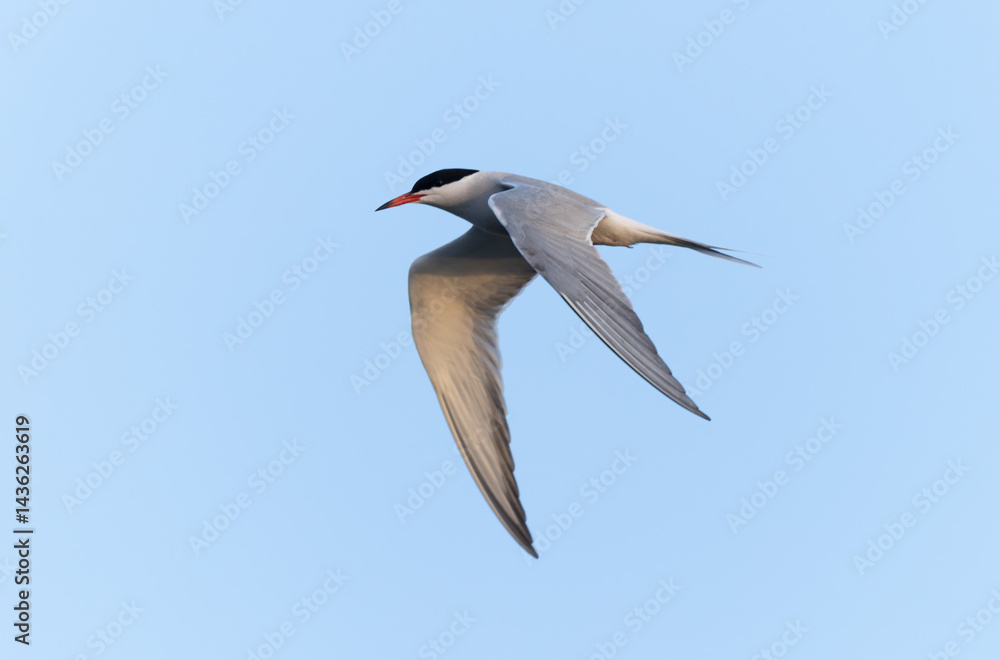 Fototapeta premium Common Tern Sterna hirundo in a typical coastal habitat