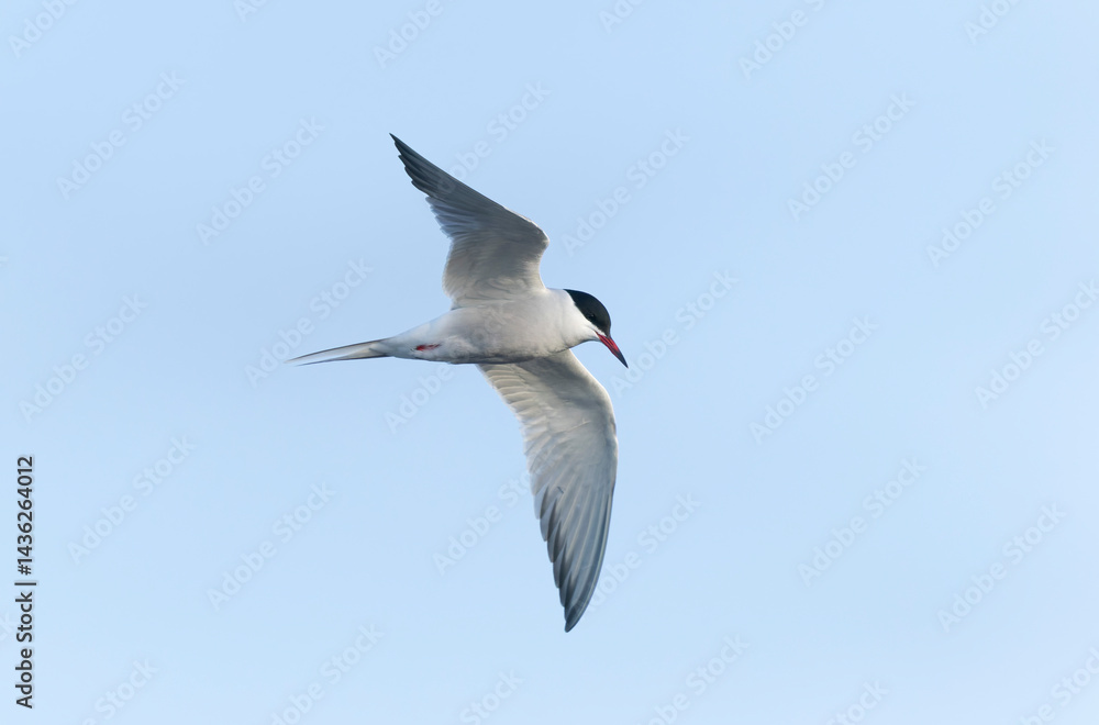 Fototapeta premium Common Tern Sterna hirundo in a typical coastal habitat