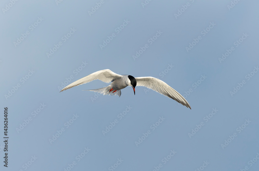 Fototapeta premium Common Tern Sterna hirundo in a typical coastal habitat