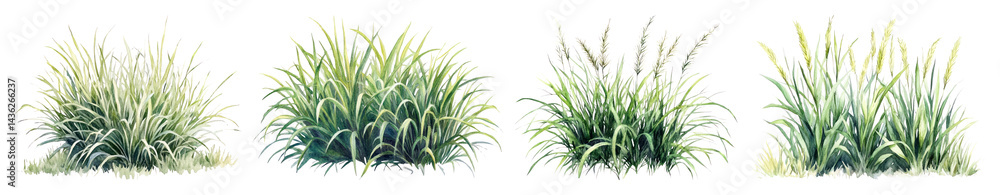 PNG Lush ornamental grass clusters, element set on transparent background