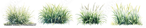 Obraz na płótnie PNG Lush ornamental grass clusters, element set on transparent background w salonie
