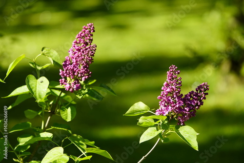 Foto Syringa vulgaris, the lilac or common lilac, is a species of flowering plant in the olive family, Oleaceae
