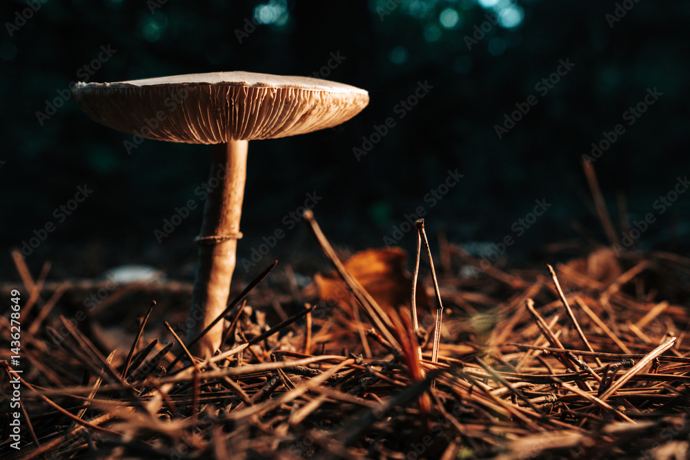 Mushrooms growing in forest autumn. Fungi close-up, toxic fly agaric,wild nature