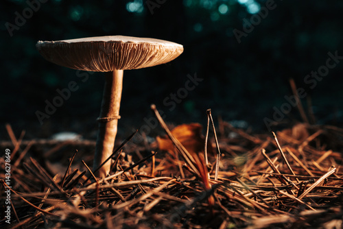 Obraz na płótnie Mushrooms growing in forest autumn. Fungi close-up, toxic fly agaric,wild nature w salonie