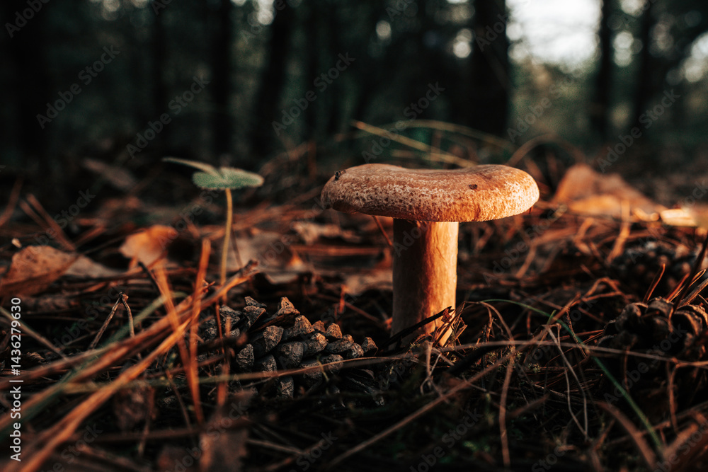 saffron milk cap - Lactarius deliciosus on autumn forest with pine needles
