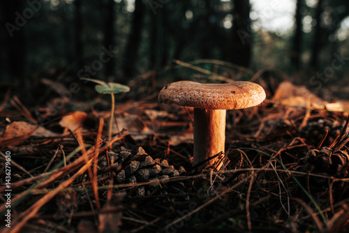 Obraz na płótnie saffron milk cap - Lactarius deliciosus on autumn forest with pine needles w salonie