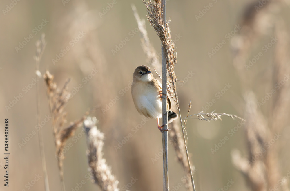 Zitting Cisticola Cisticola jucindis in close view in Brittany, France