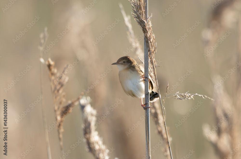 Zitting Cisticola Cisticola jucindis in close view in Brittany, France