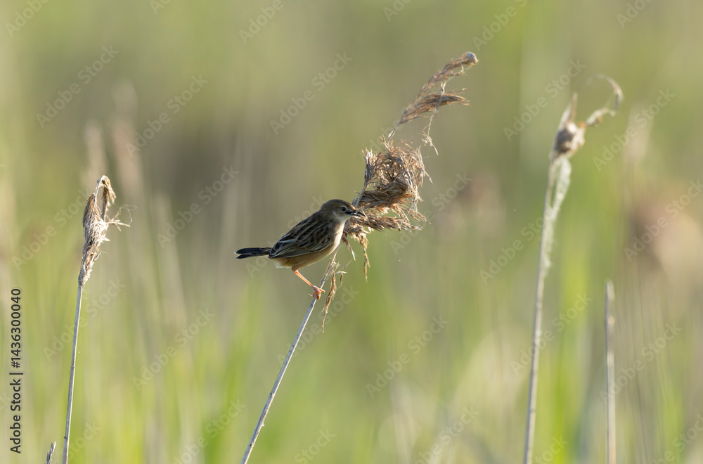 Zitting Cisticola Cisticola jucindis in close view in Brittany, France