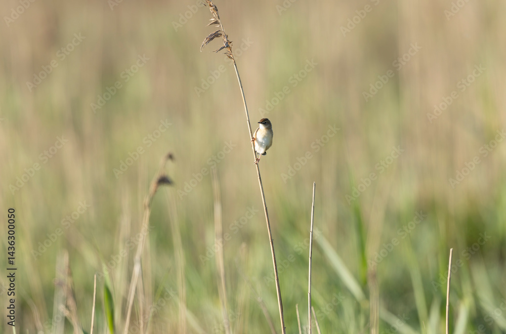 Zitting Cisticola Cisticola jucindis in close view in Brittany, France