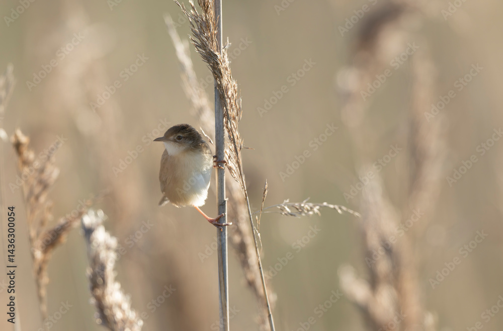 Zitting Cisticola Cisticola jucindis in close view in Brittany, France