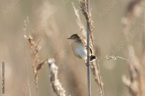 Obraz na płótnie Zitting Cisticola Cisticola jucindis in close view in Brittany, France w salonie