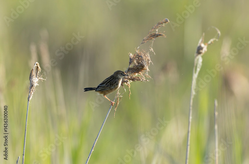 Obraz na płótnie Zitting Cisticola Cisticola jucindis in close view in Brittany, France w salonie
