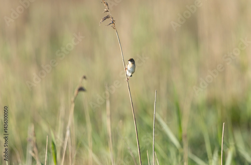 Obraz na płótnie Zitting Cisticola Cisticola jucindis in close view in Brittany, France w salonie