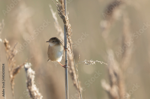 Obraz na płótnie Zitting Cisticola Cisticola jucindis in close view in Brittany, France w salonie