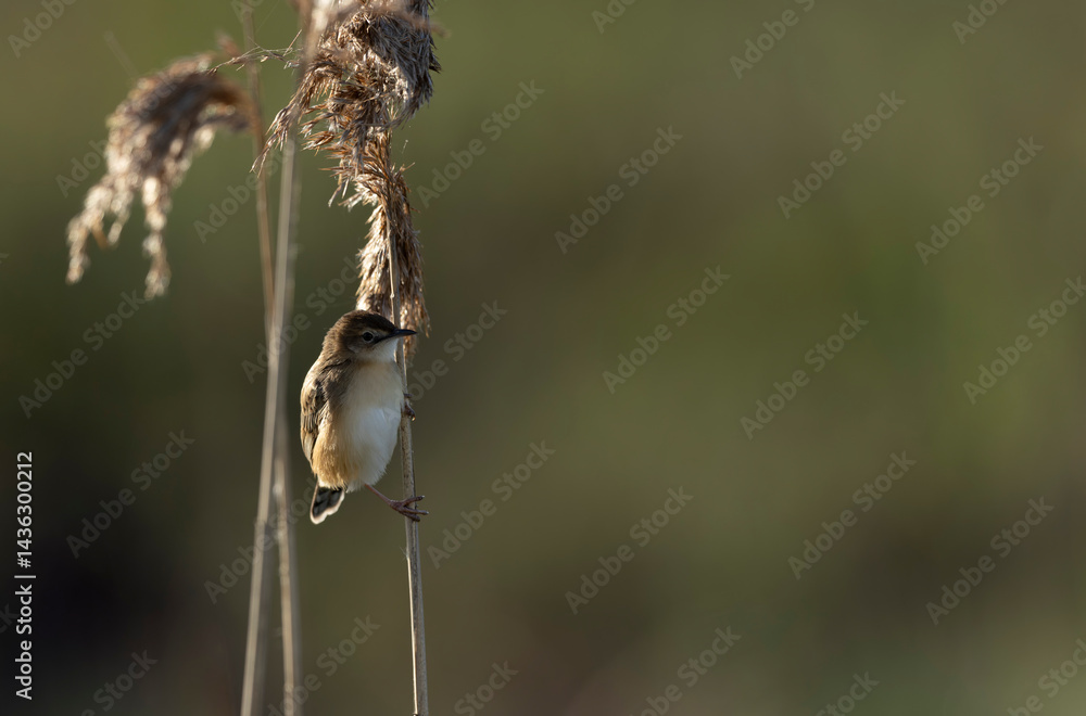 Zitting Cisticola Cisticola jucindis in close view in Brittany, France