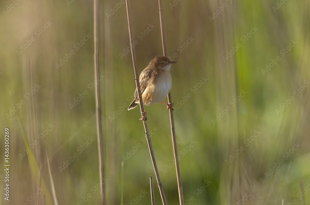 Zitting Cisticola Cisticola jucindis in close view in Brittany, France