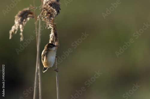 Obraz na płótnie Zitting Cisticola Cisticola jucindis in close view in Brittany, France w salonie
