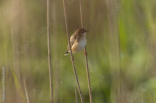 Obraz na płótnie Zitting Cisticola Cisticola jucindis in close view in Brittany, France w salonie