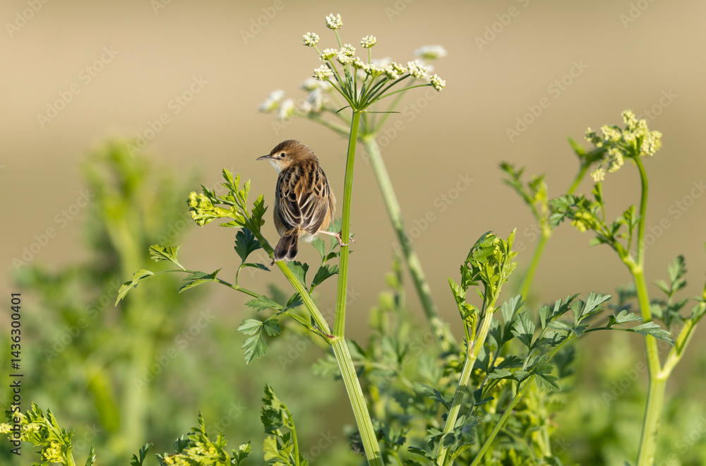 Zitting Cisticola Cisticola jucindis in close view in Brittany, France