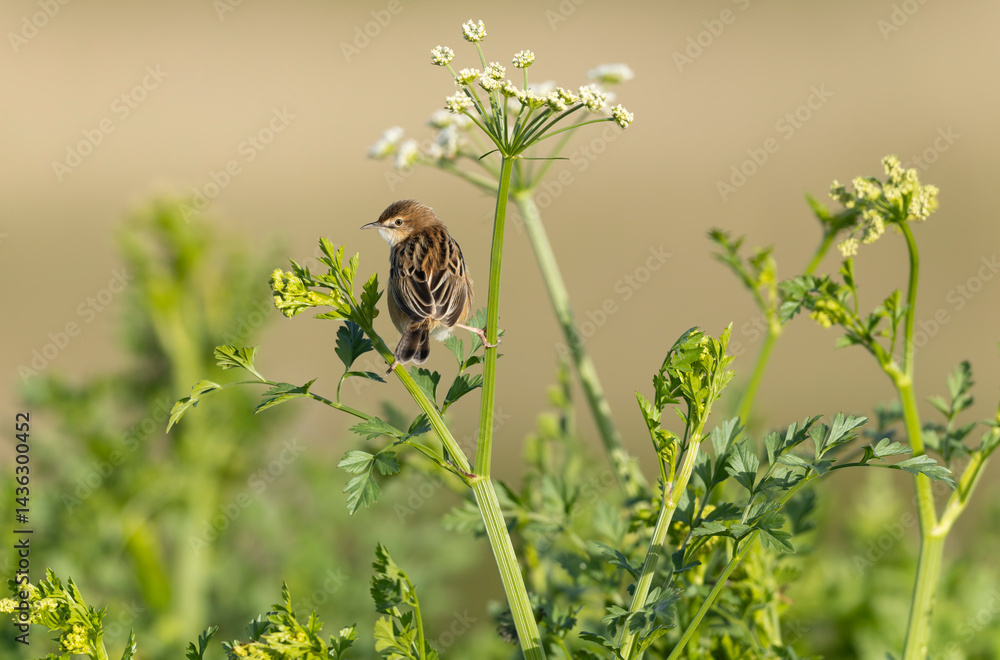 Zitting Cisticola Cisticola jucindis in close view in Brittany, France