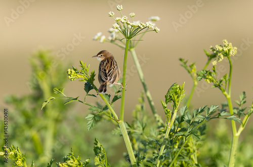 Obraz na płótnie Zitting Cisticola Cisticola jucindis in close view in Brittany, France w salonie
