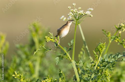 Zitting Cisticola Cisticola jucindis in close view in Brittany, France