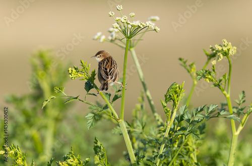 Obraz na płótnie Zitting Cisticola Cisticola jucindis in close view in Brittany, France w salonie