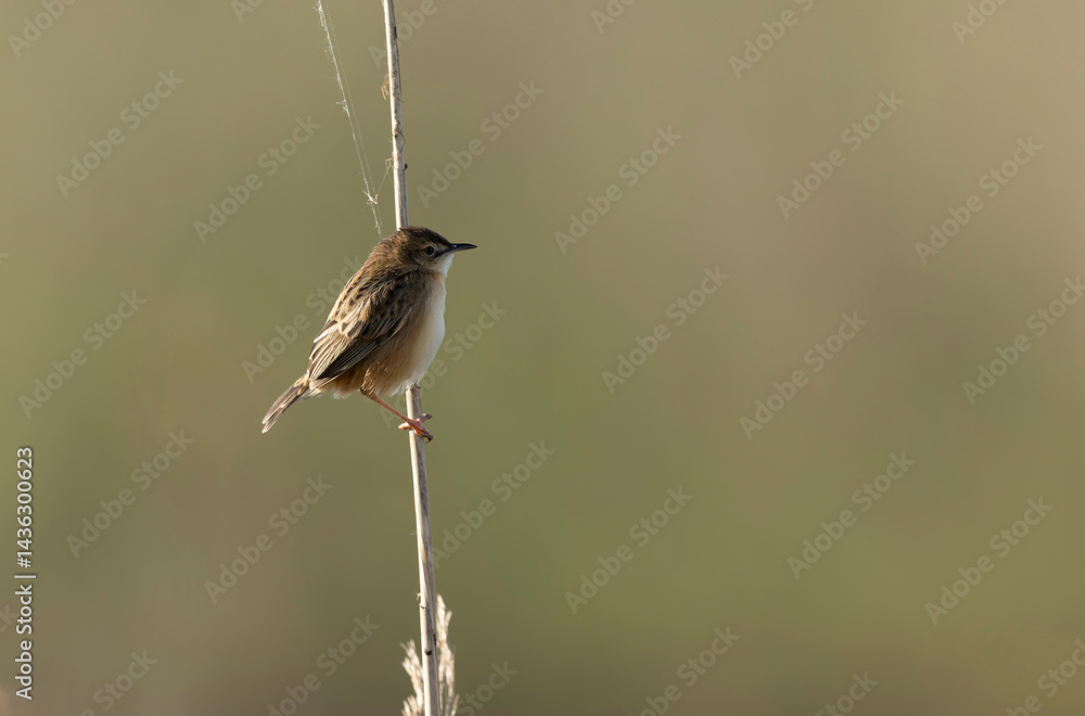 Zitting Cisticola Cisticola jucindis in close view in Brittany, France