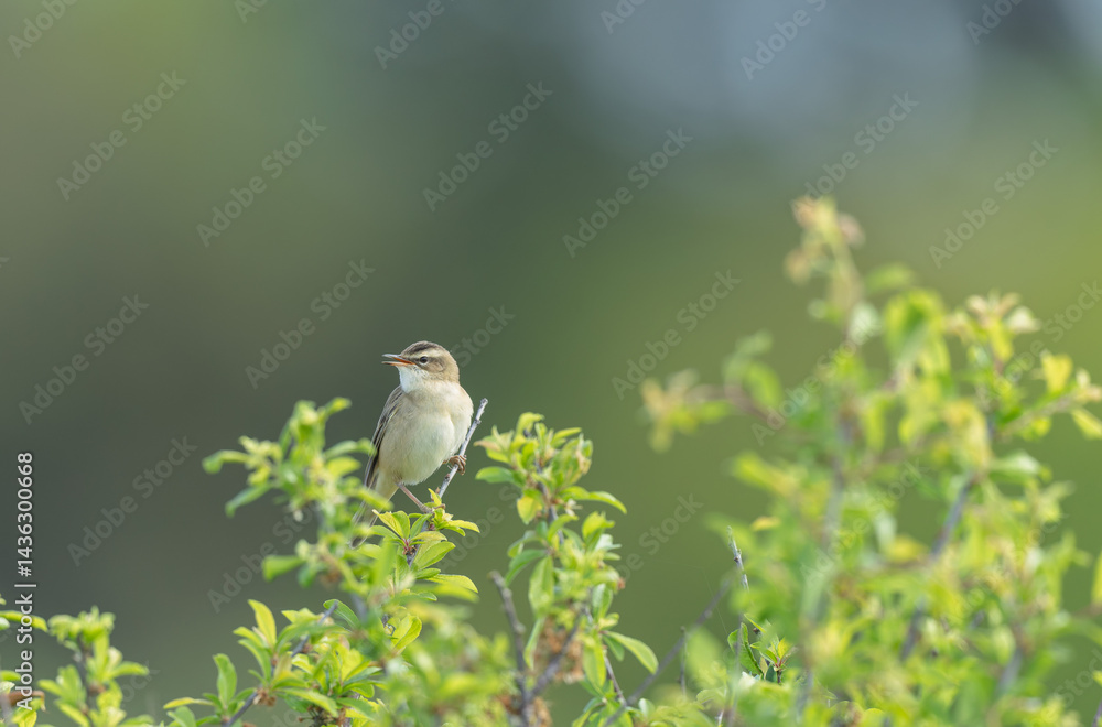 Zitting Cisticola Cisticola jucindis in close view in Brittany, France