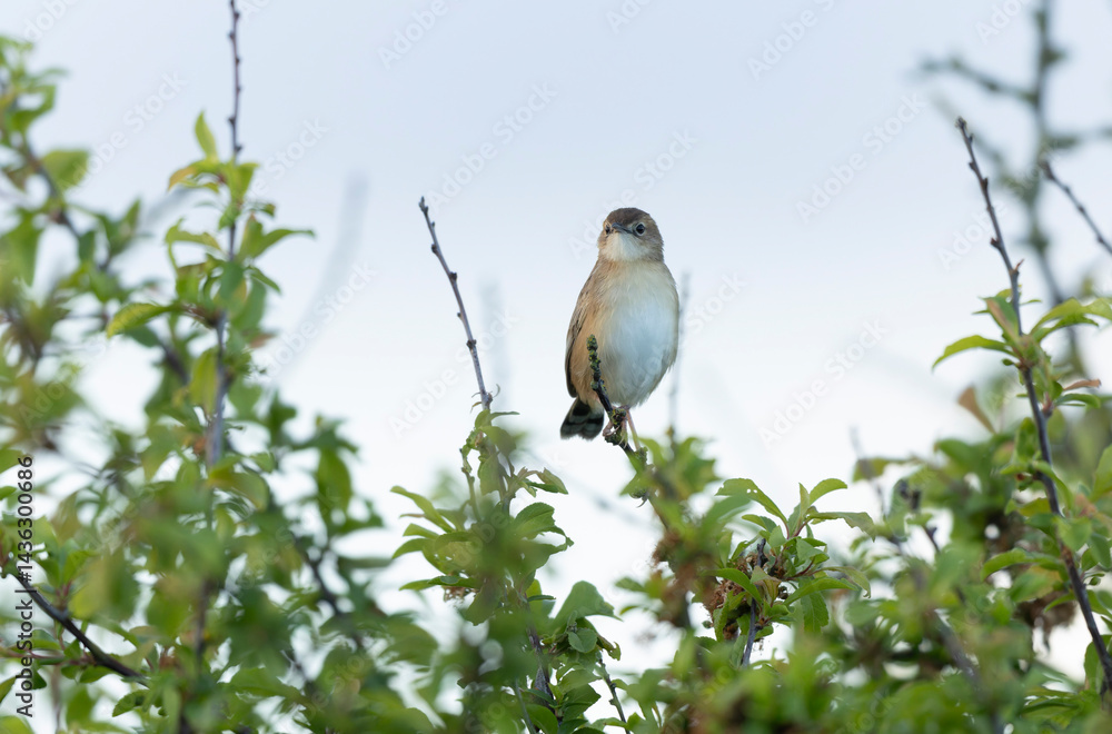 Zitting Cisticola Cisticola jucindis in close view in Brittany, France