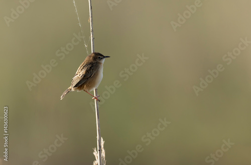 Obraz na płótnie Zitting Cisticola Cisticola jucindis in close view in Brittany, France w salonie