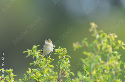 Obraz na płótnie Zitting Cisticola Cisticola jucindis in close view in Brittany, France w salonie