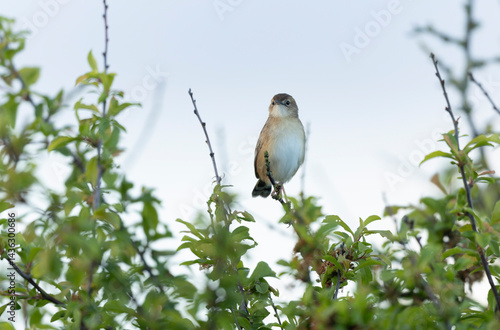 Obraz na płótnie Zitting Cisticola Cisticola jucindis in close view in Brittany, France w salonie