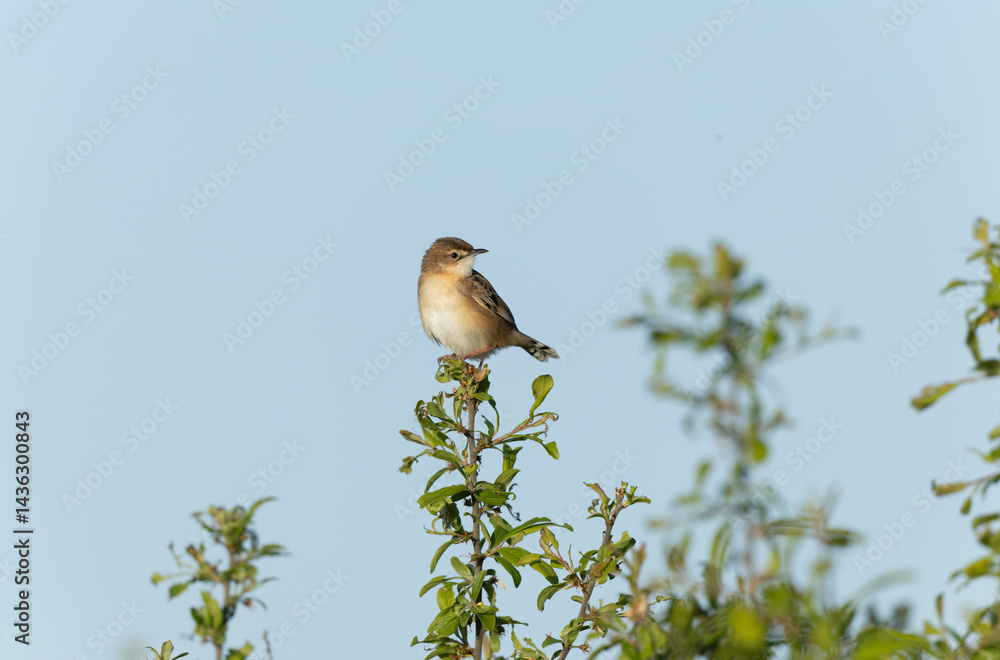 Zitting Cisticola Cisticola jucindis in close view in Brittany, France