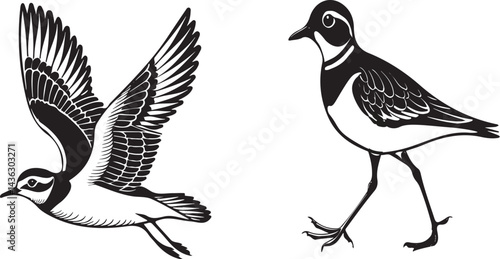 Plover bird silhouette vector design with white background.