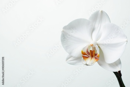 Delicate white orchid blossom on pure white backdrop, botany, wildflower, nature