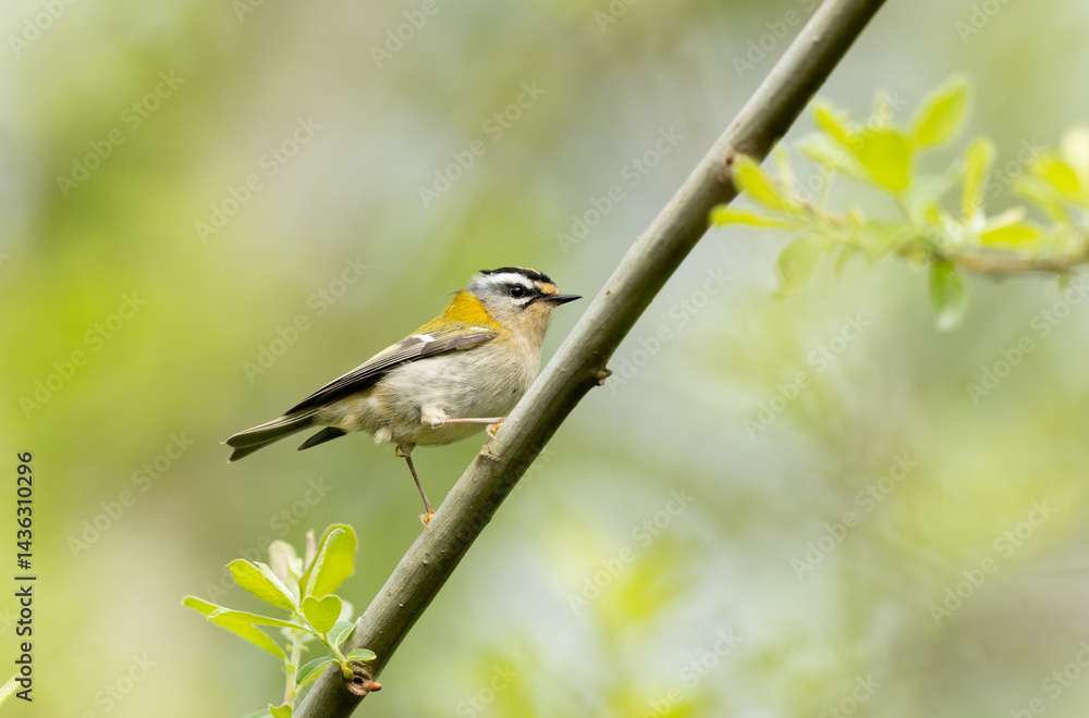 Common Firecrest Regulus ignicapilla singing or perching in Brittany, France