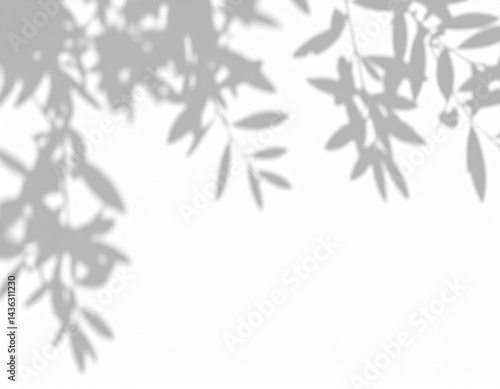 Wallpaper Mural Shadow of an olive tree branch on transparent background, symbolizing peace, wisdom, Mediterranean culture. Great for rustic and sustainable projects. Torontodigital.ca