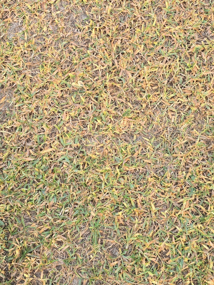 Close-up of a lush green and yellow grass field, Dry Grass texture isolated. Close-up of a lush green and yellow grass field, Dry Grass texture isolated.