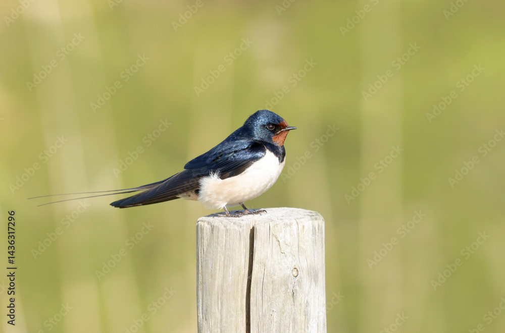 Barn Swallow Hirundo rustica in flight or perched