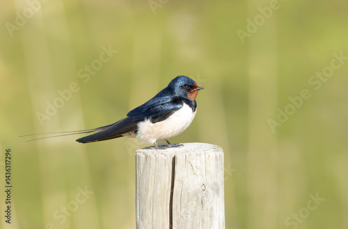 Obraz na płótnie Barn Swallow Hirundo rustica in flight or perched w salonie