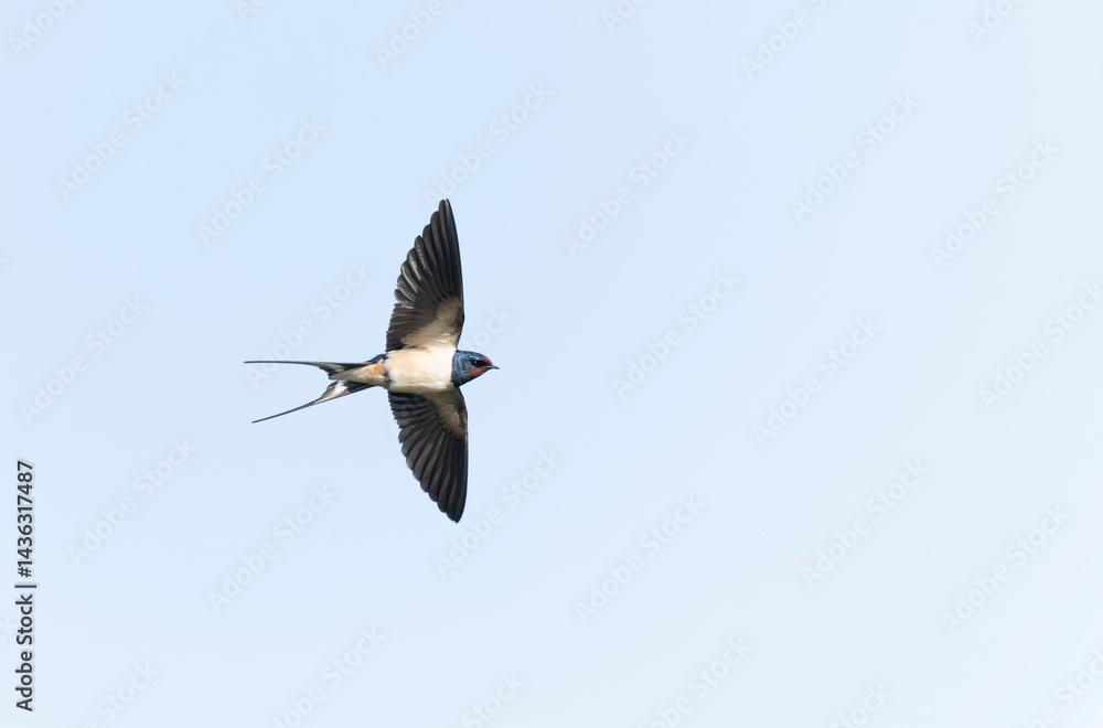 Barn Swallow Hirundo rustica in flight or perched