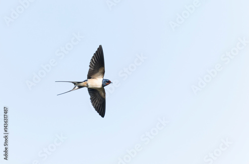 Obraz na płótnie Barn Swallow Hirundo rustica in flight or perched w salonie