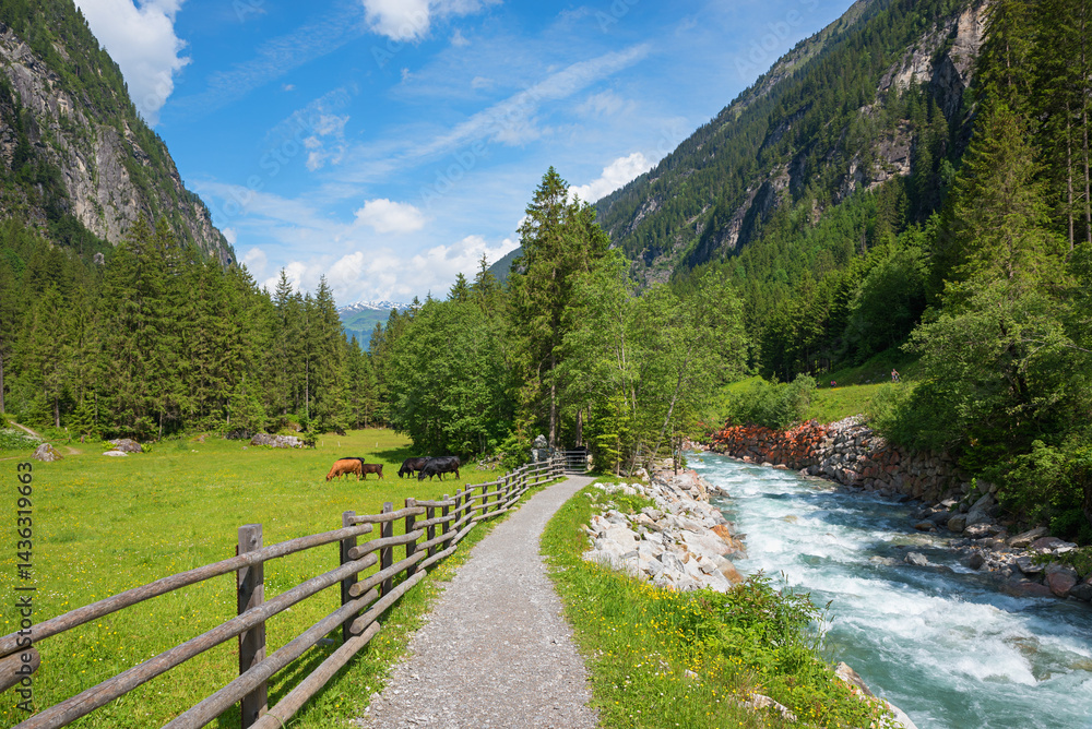 trail beside Stillupbach creek and pasture with grazing cows, Zillertal alps landscape in spring