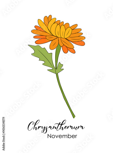 November birth month flower Chrysanthemum colorful vector illustration. Botanical hand drawn outline colored sketch. Perfect for modern jewelry, logo, tattoo, prints, invitations, wall art design.